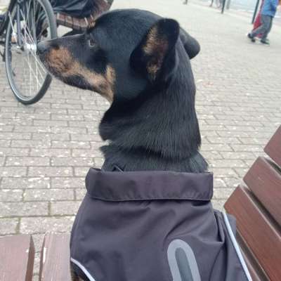 Hundetreffen-Treffen für Angstnasen-Bild