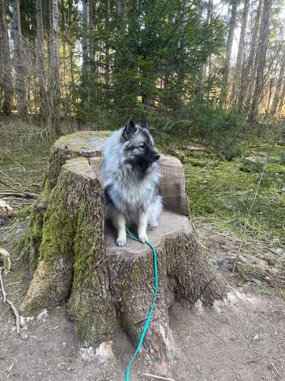 Ist das ein...?-Beitrag-Bild