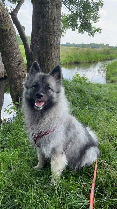 Spitz--Zwergspitz--kleinspitz---mittelspitz----Großspitz--Wolfsspitz-Beitrag-Bild