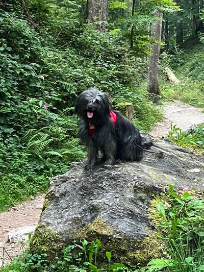 Berger des Pyrénéés-Beitrag-Bild