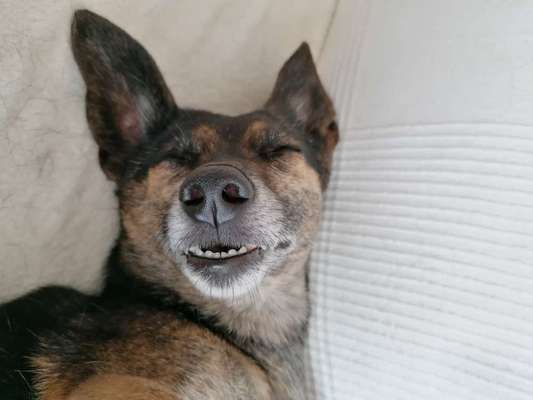 Zeigt mir die tollste Nahaufnahme von eurer Fellnase-Beitrag-Bild