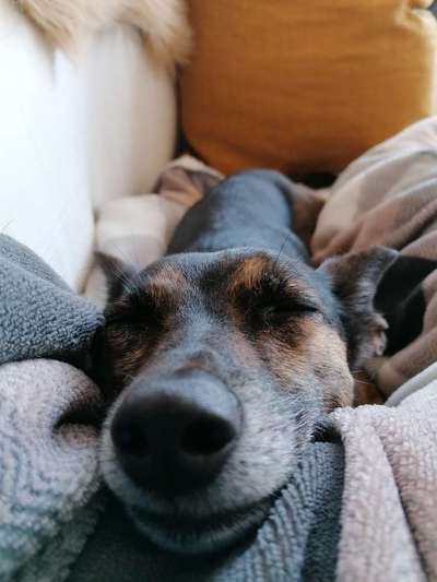 Zeigt mir die tollste Nahaufnahme von eurer Fellnase-Beitrag-Bild