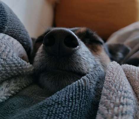 Zeigt mir die tollste Nahaufnahme von eurer Fellnase-Beitrag-Bild