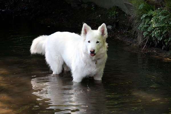 Dogorama Photo Challenge - Pfützen & Spiegelungen-Beitrag-Bild