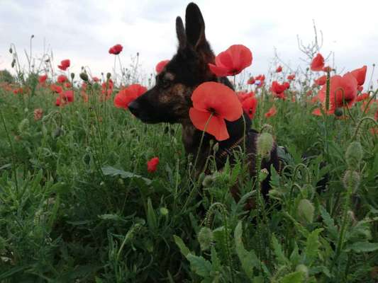 5. Hund im hohen Gras-Beitrag-Bild