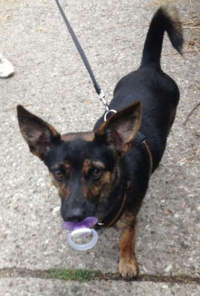 19. Handy - Foto - Challenge-Beitrag-Bild