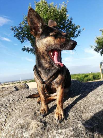 Dogorama Photo Challenge - Dein Hund beim Gähnen-Beitrag-Bild