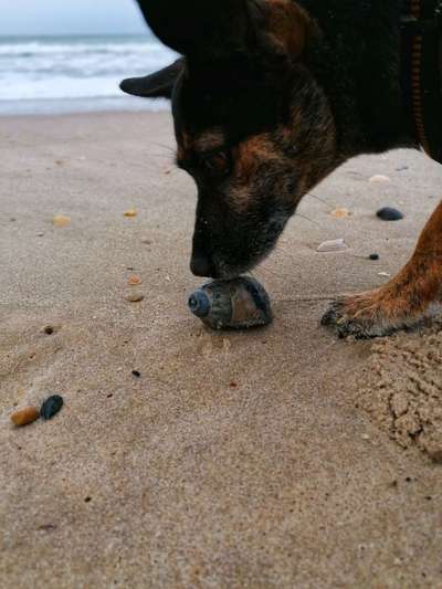 Dogorama Photo Challenge - Zufallsfund beim Gassi-Beitrag-Bild