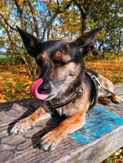 Tongue Out Tuesday-Beitrag-Bild