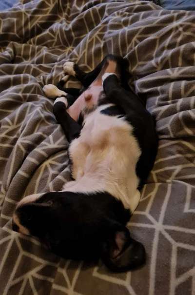 Zeigt mir eure Knuddel-Notfellchen :)-Beitrag-Bild