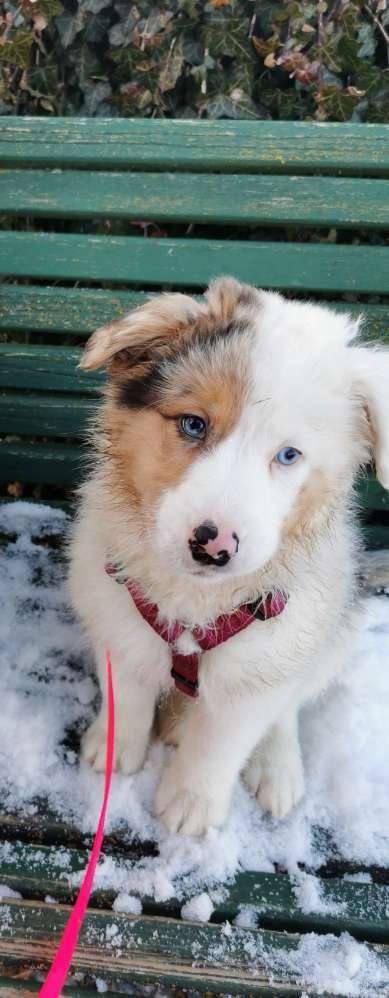 Welpen Bilder !-Beitrag-Bild