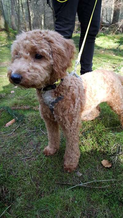 Alles rund um den Pudel-Beitrag-Bild