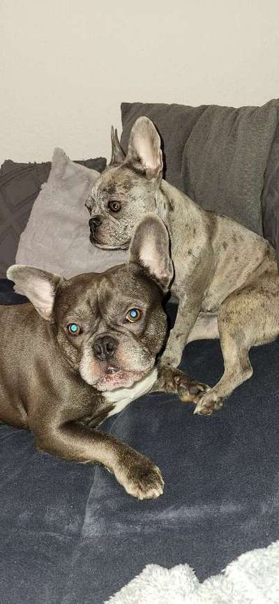 Französische Bulldoggen-Beitrag-Bild