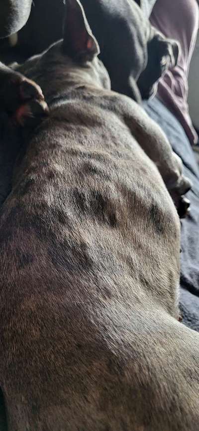 Französische Bulldoggen-Beitrag-Bild