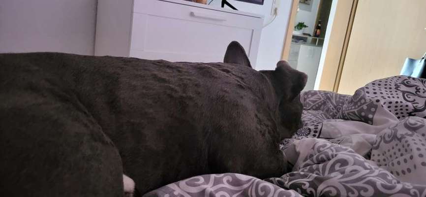 Französische Bulldoggen-Beitrag-Bild