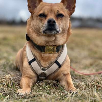 Hundetreffen-Leinenrunde-Bild