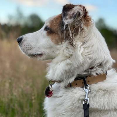 Hundetreffen-Sozial Walk/Leinenrunde-Bild