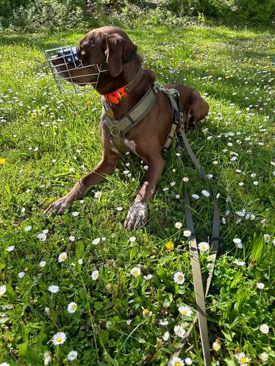 Wie sitzt mein Maulkorb / Maulkorb-Beratung-Beitrag-Bild