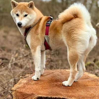 Shiba - Eltern-Beitrag-Bild