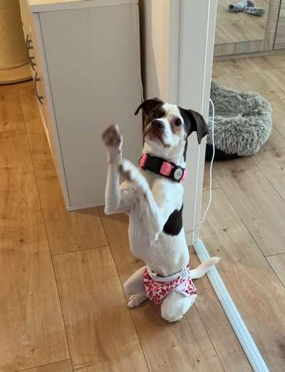 Hundetreffen-Hundebegegnungen-Bild