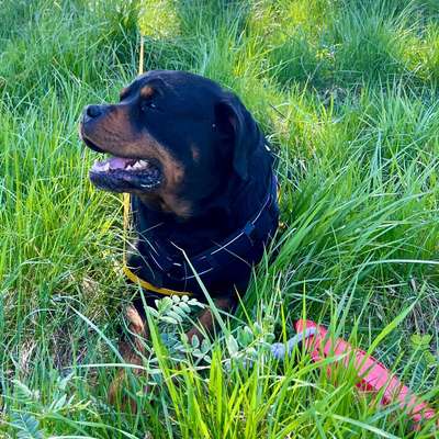 Hundetreffen-Suchen  für unseren Rotti nette Mädels zum Spielen-Bild