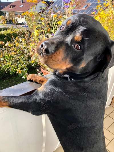 Jeder möchte zu meinem Welpen-Beitrag-Bild