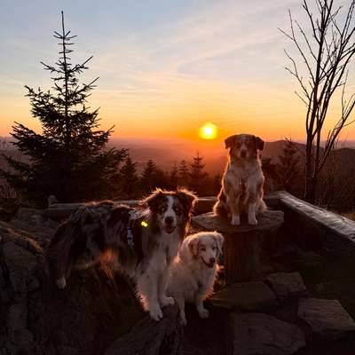 Hundetreffen-Wander-Buddies gesucht-Bild