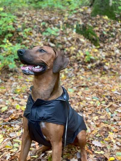 Rhodesian Ridgeback-Beitrag-Bild