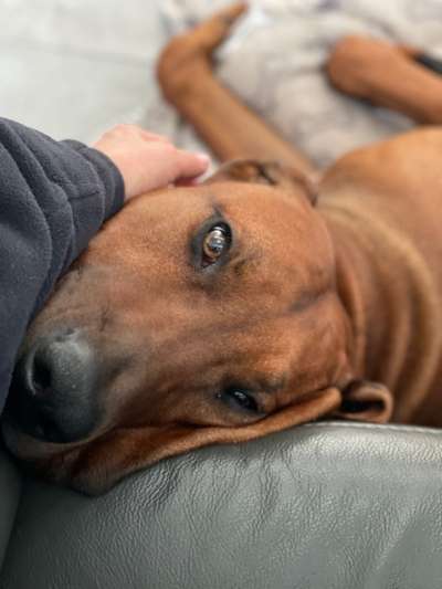 Rassen Rhodesian Ridgeback-Beitrag-Bild