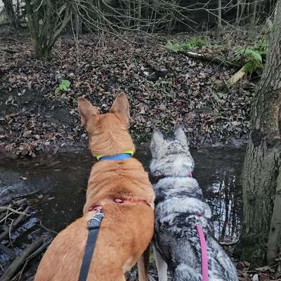 Hundetreffen-Hunderunde zum Sozialisieren-Bild