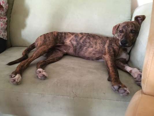 Windhunde - Treffen der besonderen Schönheiten
HERZLICH WILLKOMMEN-Beitrag-Bild