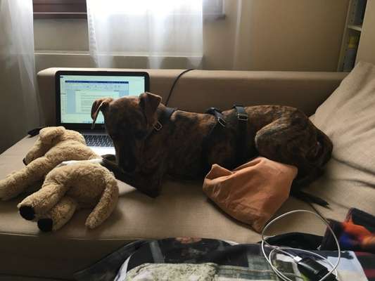 Hund aus dem Spanischen Tierschutz-Beitrag-Bild