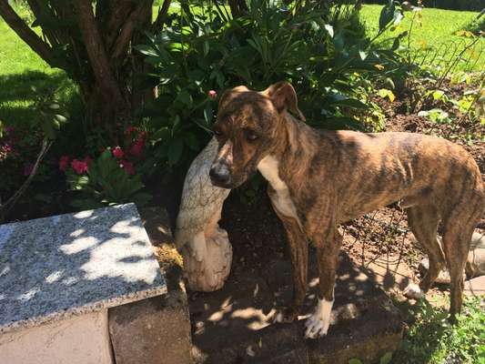 Auslandstierschutz-Beitrag-Bild