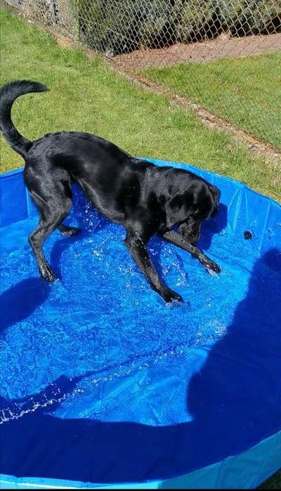 Dogorama-Monats-Challenge-Mai "Wasser"-Beitrag-Bild