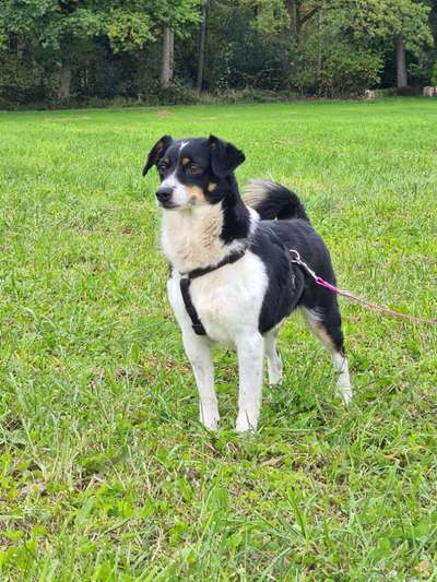 Hundetreffen-Gassirunde in heupelzen-Bild