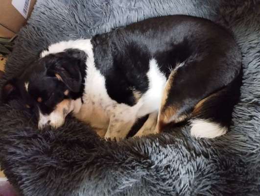 TierschutzhundeStammtisch🐕-Beitrag-Bild