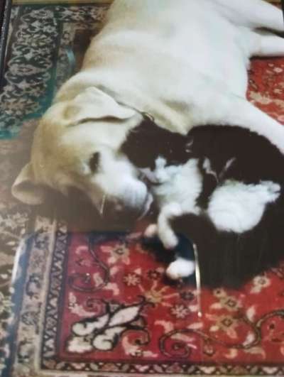 TierschutzhundeStammtisch🐕-Beitrag-Bild