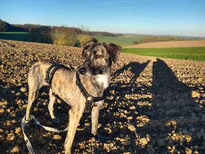 Club der Rumänen (Alle Hunde aus dem rumänischen Tierschutz, wo seid Ihr?)-Beitrag-Bild