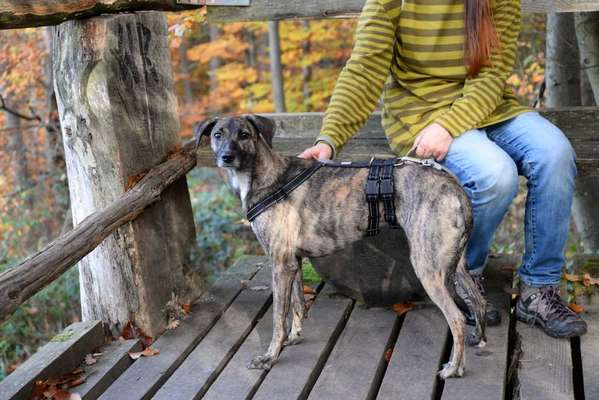 Windhunde - Treffen der besonderen Schönheiten
HERZLICH WILLKOMMEN-Beitrag-Bild