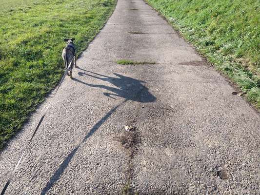 Windhunde - Treffen der besonderen Schönheiten
HERZLICH WILLKOMMEN-Beitrag-Bild
