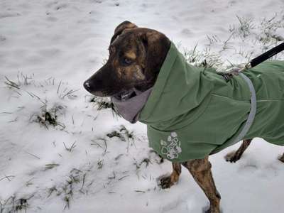 Club der Rumänen (Alle Hunde aus dem rumänischen Tierschutz, wo seid Ihr?)-Beitrag-Bild