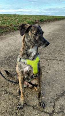 Club der Rumänen (Alle Hunde aus dem rumänischen Tierschutz, wo seid Ihr?)-Beitrag-Bild