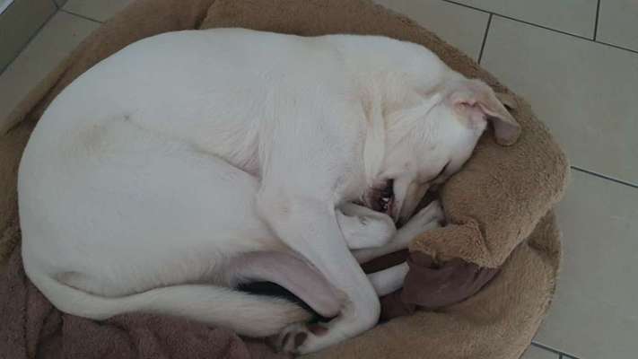 Lustigsten Grimassen von euren Hunden-Beitrag-Bild