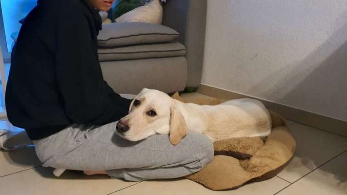 CHALLENGE NR. 19 - Der Hundeblick-Beitrag-Bild