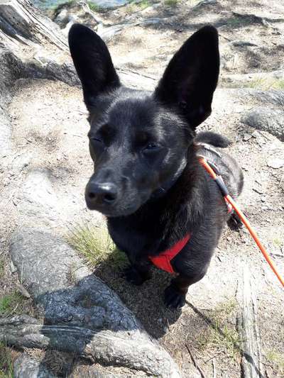 Mischlingshunde Foto Aufruf-Beitrag-Bild