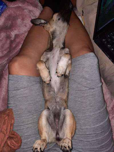 Die Dogorama Wochen Challenge-Beitrag-Bild