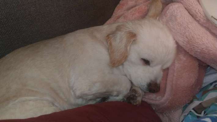 Wie "jung" haben sich eure Hunde gehalten ?-Beitrag-Bild