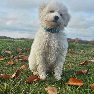 Maltipoo Freunde-Beitrag-Bild