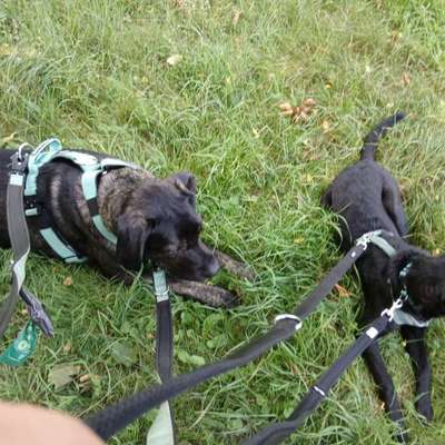 Hundetreffen-Training von Leinenpöblern-Bild