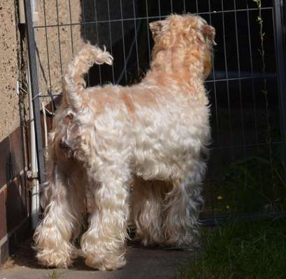 Wegnehmbarer Zaun-Beitrag-Bild